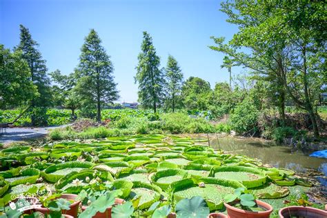 觀音蓮花座|桃園觀音景點【水蓮之鄉休閒蓮園】坐大王蓮.釣小龍蝦.吃蓮子湯.